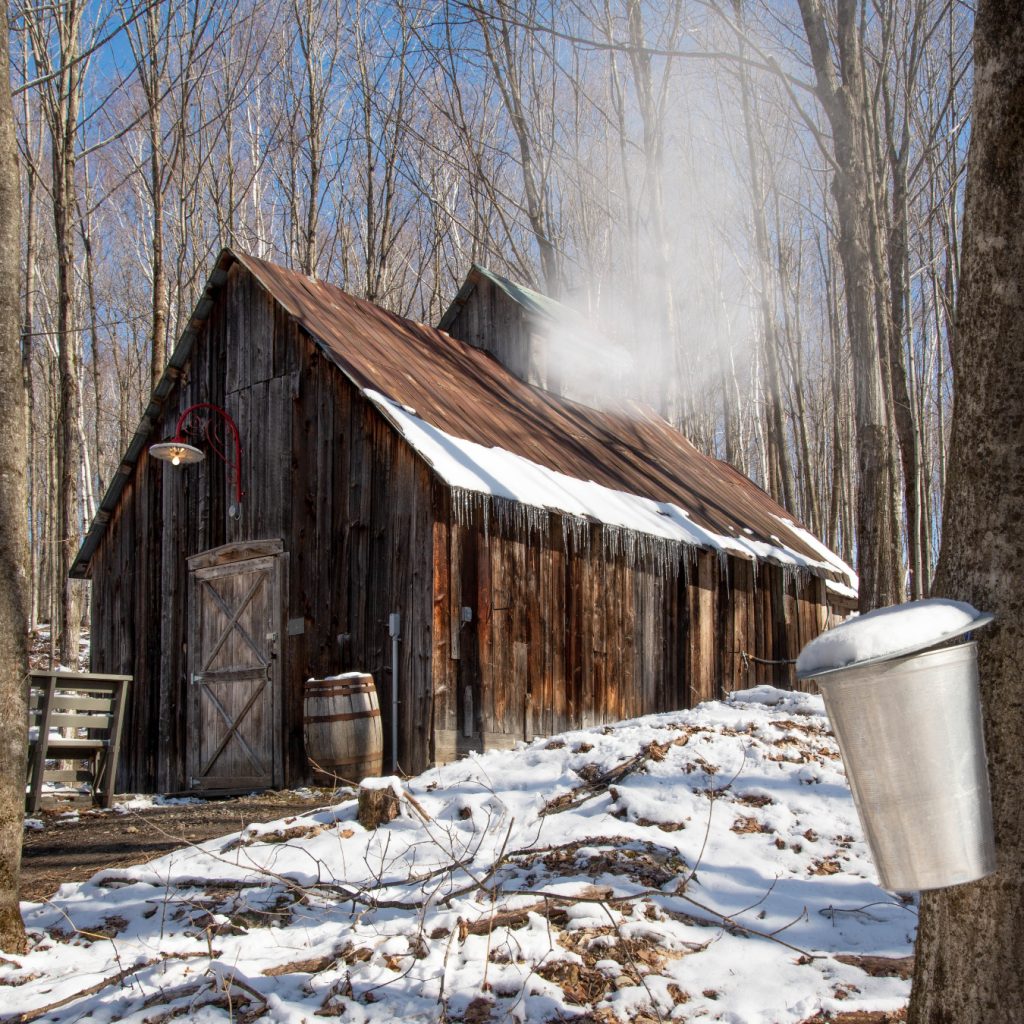 traditional maple sugar shack in late winter with snowy landscape and maple tree in foreground with metal bucket