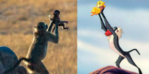 Monkey Recreating The Iconic Lion King Scene - Parents Canada