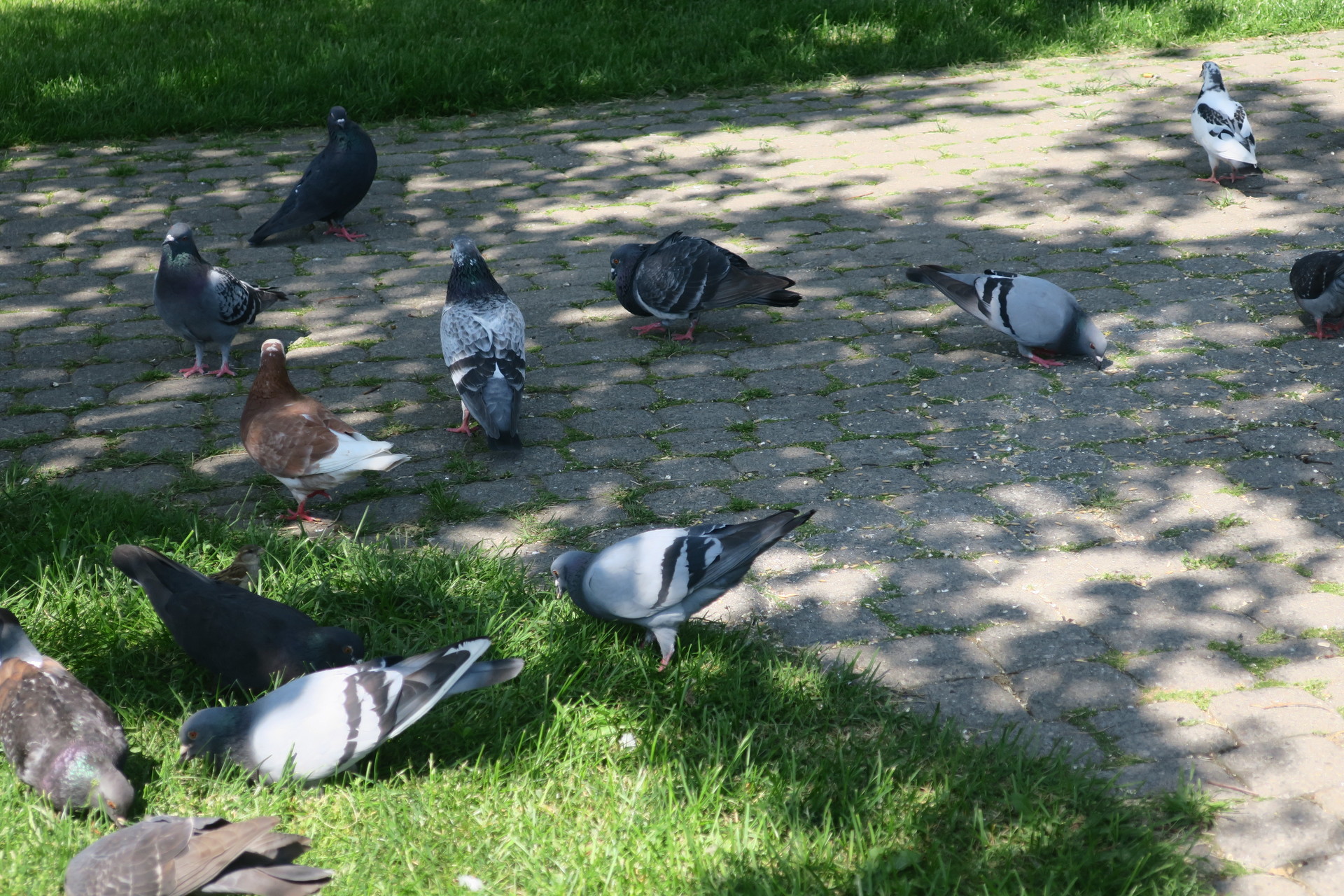 pigeons eating feed on pebbled walk